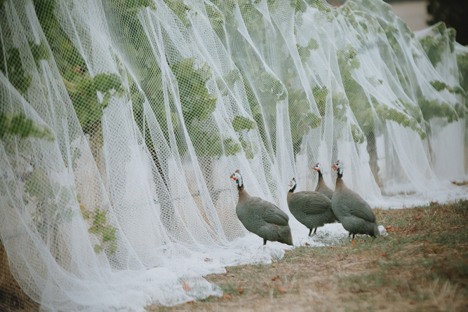 Crafting Wines in Harmony with Nature: Our Approach to Winemaking